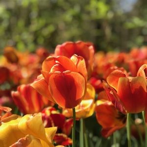 Meet your Posher, Avnee